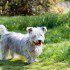 Bild på Irish glen of imaal terrier