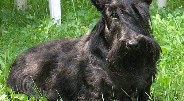 Bild på en skotsk terrier