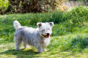 Bild på Irish glen of imaal terrier